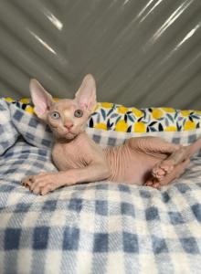 ATLAS ODD EYE - Sphynx Kitten For Sale - Brooklyn, NY, US ATLAS ODD EYE - Sphynx Kitten For Sale - Brooklyn, NY, US