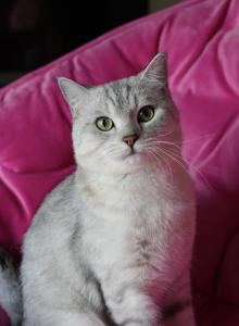 Bunty - British Shorthair Cat For Sale - Hazelwood&comma; MO&comma; US