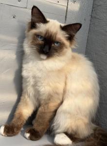 Lovely super active Soffy - Ragdoll Kitten For Adoption - Auburn, WA, US Lovely super active Soffy - Ragdoll Kitten For Adoption - Auburn, WA, US