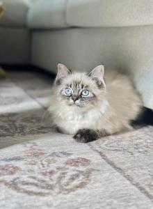 Toffee - Himalayan Kitten For Sale - Baltimore&comma; MD&comma; US