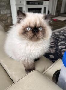 Himalayan boy - Persian Kitten For Sale - Clay&comma; PA&comma; US