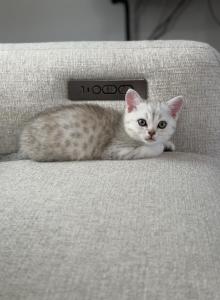 Scottish Fold and Straight - Scottish Fold Kitten For Sale - North Port&comma; FL&comma; US