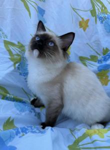 Lovely super active Soffy - Ragdoll Kitten For Adoption - Auburn&comma; WA&comma; US