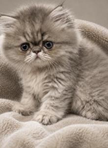 Persian female - Persian Kitten For Sale - East Greenbush&comma; NY&comma; US