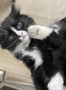 Lily - Domestic Kitten For Sale - Baltimore&comma; MD&comma; US