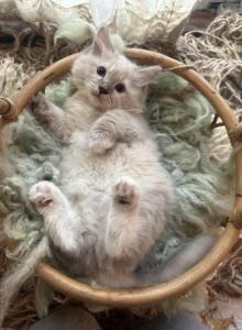 Mitted mink blue linx point ragdoll male kitten - Ragdoll Kitten For Sale - Beavercreek&comma; OH&comma; US