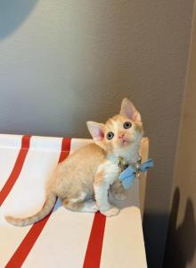Sunny - Devon Rex Kitten For Sale - Fontana&comma; CA&comma; US