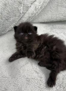 Edgar - Persian Kitten For Sale - Delavan&comma; WI&comma; US
