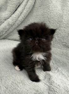 Elowen - Persian Kitten For Sale - Delavan, WI, US Elowen - Persian Kitten For Sale - Delavan, WI, US