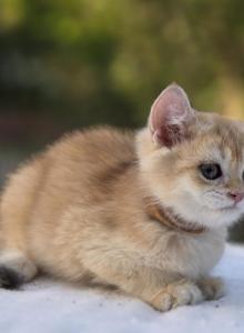 Kuzya - British Shorthair Kitten For Sale - Quinlan&comma; TX&comma; US