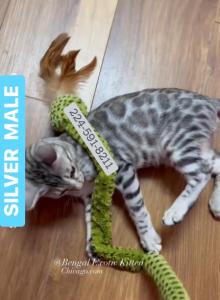 BENGAL KITTEN  CHARCOAL MALE - Bengal Kitten For Sale - IL&comma; US