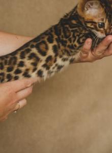 Rena - Bengal Kitten For Adoption - PA&comma; US