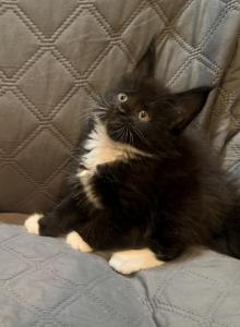 Black white - Maine Coon Kitten For Sale - Elkland&comma; MO&comma; US