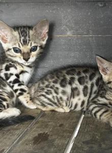 Lucie - Bengal Kitten For Sale - Macon&comma; MO&comma; US