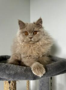 Yusha - British Shorthair Kitten For Sale - Green Acres&comma; FL&comma; US