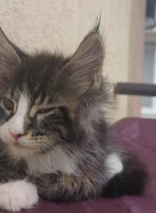 Striking European Black Tabby with White MaineCoon - Maine Coon Kitten For Sale - FL&comma; US