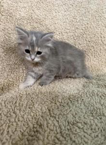 Blue Amber Classic Torbie Karpati Pink Female - Siberian Kitten For Sale - Orlando&comma; FL&comma; US