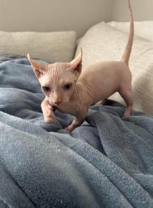 Alvin - Sphynx Kitten For Sale - TX&comma; US