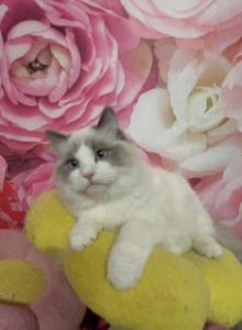 Ragdolls Nursery - Ragdoll Kitten For Sale - New York&comma; NY&comma; US