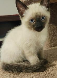 Siamese Male - Siamese Kitten For Sale - Willington&comma; CT&comma; US