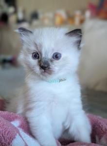Juniper - Ragdoll Kitten For Sale - Fountain&comma; CO&comma; US