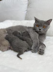 Classic Blue Scottish British Shorthair Mix - British Shorthair Kitten For Sale - Jacksonville&comma; FL&comma; US
