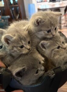 SelkySundown - British Shorthair Kitten For Sale - Enterprise&comma; AL&comma; US