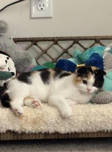 Marsha - Scottish Fold Kitten For Sale - AND, SC, US Marsha - Scottish Fold Kitten For Sale - AND, SC, US