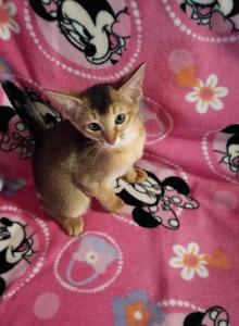 Ruddy Nutmeg - Abyssinian Kitten For Sale - Plymouth&comma; WI&comma; US