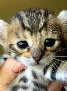 Family Litter - Highlander Kitten For Sale - Northridge&comma; CA&comma; US