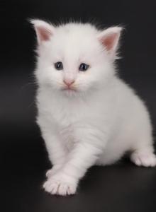 Diamond - Maine Coon Kitten For Sale - Champaign&comma; IL&comma; US