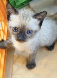 Siamese female - Siamese Kitten For Adoption - Citrus Heights&comma; CA&comma; US