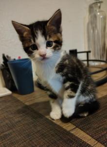 Mandy - American Shorthair Kitten For Adoption - AZ&comma; US