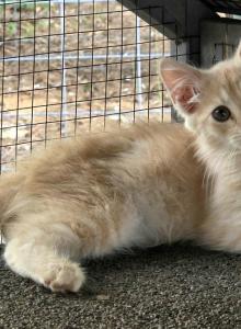 Sherbert - Minuet Kitten For Sale - Chase City, VA, US Sherbert - Minuet Kitten For Sale - Chase City, VA, US