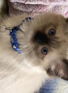 Blue - Ragdoll Kitten For Sale - New York, NY, US Blue - Ragdoll Kitten For Sale - New York, NY, US