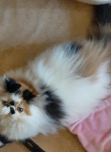 Lucille - Persian Kitten For Sale - FL, US Lucille - Persian Kitten For Sale - FL, US