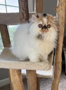Persian female - Persian Kitten For Sale - Kansas City, MO, US Persian female - Persian Kitten For Sale - Kansas City, MO, US