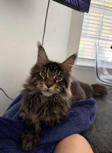 Benny - Maine Coon Kitten For Sale - Jacksonville&comma; FL&comma; US