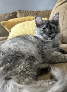 Hope silver smoke - Maine Coon Kitten For Sale - St. Louis, MO, US Hope silver smoke - Maine Coon Kitten For Sale - St. Louis, MO, US
