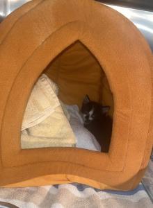 Baby Boy - Domestic Kitten For Adoption - Hickory, NC, US Baby Boy - Domestic Kitten For Adoption - Hickory, NC, US