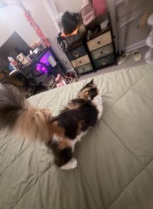 Atina - Persian Cat For Sale - Center Groton, CT, US Atina - Persian Cat For Sale - Center Groton, CT, US