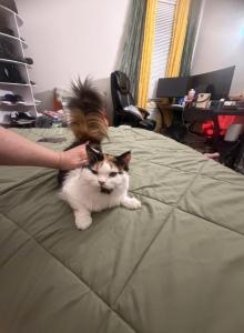 Atina - Persian Cat For Sale - Center Groton, CT, US Atina - Persian Cat For Sale - Center Groton, CT, US