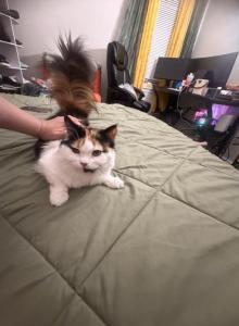 Atina - Persian Cat For Sale - Center Groton, CT, US Atina - Persian Cat For Sale - Center Groton, CT, US