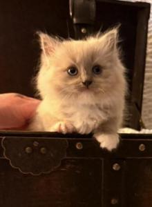 Adorable surprise litter - Ragdoll Kitten For Sale - Portland, OR, US Adorable surprise litter - Ragdoll Kitten For Sale - Portland, OR, US