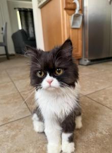 Bazouna - Persian Kitten For Sale - Garden City, MI, US Bazouna - Persian Kitten For Sale - Garden City, MI, US