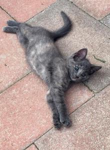 Maisie - Domestic Kitten For Adoption - Brogueville&comma; PA&comma; US