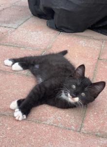 Zorro - Domestic Kitten For Adoption - Brogueville&comma; PA&comma; US