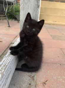 Bagheera - Domestic Kitten For Adoption - Brogueville&comma; PA&comma; US