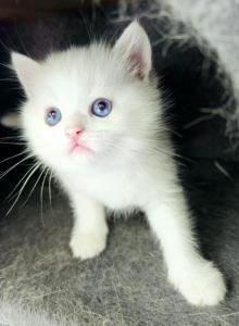 Angel - Scottish Straight Kitten For Sale - Manhattan&comma; NY&comma; US