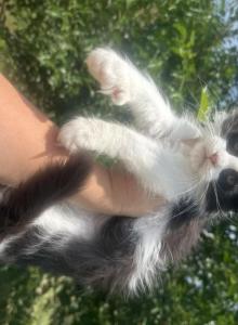 Newton polydactyl - Maine Coon Kitten For Sale - Locust Grove&comma; OK&comma; US